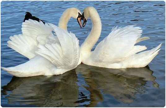 swan hearts